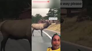 Good Job 👍 |Shaan 91| #deer #love💕❤️💕 #love4animals #saveanimallife #like #youtubeshort