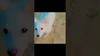 dog lovers best video stusts video