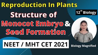 Formation of Monocot Embryo | Post Fertilization Events | NEET MHTCET 2021 | Reproduction in Plants