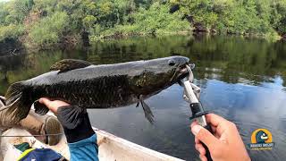 Pescando Tornasoles de Paysandú - Queguay Aventuras del Uruguay