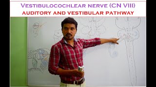 Vestibulocochlear nerve (CN VIII): Anatomy and auditory and vestibular pathway - Made easy.