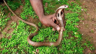 Snake caught in office | snake catching | snake video #snake #governmentofindia #snakecharmer #cobra