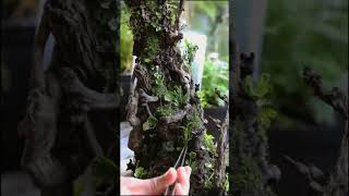 Terrarium Series - Making a Terrarium in Seconds I PlantFactory #shorts #terrariumshorts