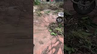 clean up house, cutting trees on the roof,  #cleaningup ,#cleanup ,#cuttingdown