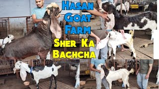 Hassan goat farm Charminar murgi Hyderabadi ka collection Janasheen se loaded Gulabi bakri