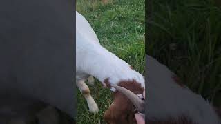 friendly goats #goatkid #goat #goatfarm