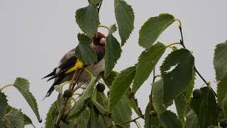 unknown bird