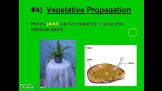 Asexual vs Sexual Reproduction (Theme 3 Topic 2 pg3)