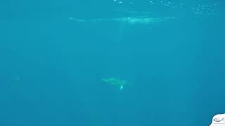 Dolphin Bowriding- Thermaikos Dolphin Project