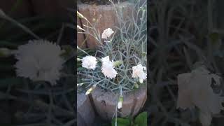 Federnelke (Dianthus plumarius)  zeigt auch nun seine filigranen Blüten.