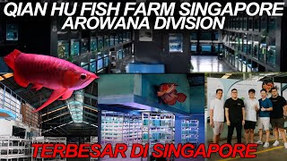 Singapore Trip Day 1 - Qian Hu Arowana Farm, Terbesar di Singapore!