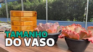 COMO ESCOLHER O TAMANHO DO VASO PARA SUCULENTAS | Greenhouse Suculentas