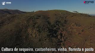 Terreno agricola de sequeiro, castanheiros e videiras, com ruinas, em Paus, Resende