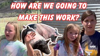 The 4H Show Pigs Getting Ready For The Fair!