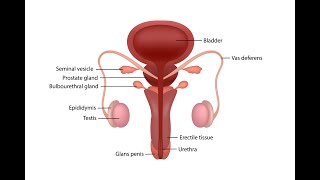 Male Reproductive System Overview | Merck Manual Consumer