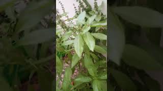 திருநீற்றுபச்சிலை தெரியுமா... இத்ன் விதைதான் சப்ஜா #plant #royreena