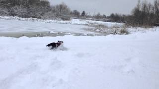 Hund im Schnee