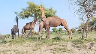 Camel Eating Bread || Why This Camel Loves Bread