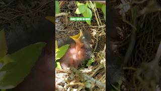 Newborn Baby Birds in Nest