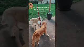 Golden Retrievers Odin & Ora playing tether ball 🐶