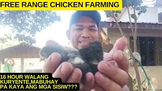 BRAHMA CHICKEN FARMING/FREE RANGE CHICKEN FARMING PHILIPPINES/AGRIBUSINESS