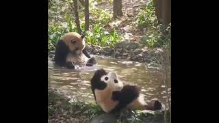 Pandas chilling in lake is a big mood