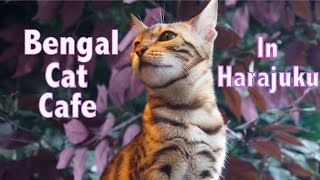 Bengal Cat Cafe | Vlogmas Day 7