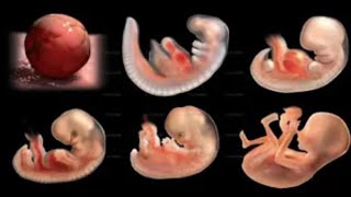 Pregnancy Week By Week: Week 1- 41 Fetal Development 👶9 Months in the womb | 3D animated pregnancy.