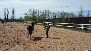 Schooling Dressage