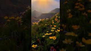 wild flower season / it's kazbegi Georgia