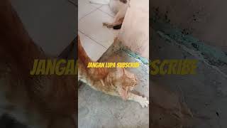 Kucing ketahuan pacaran #kucing #kucinglucu #shorts