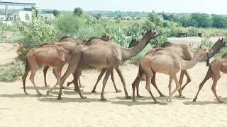 thar desert vibe camels carvan