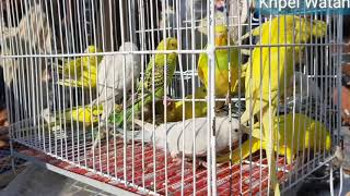 Type Of Small Parrot | Color Full Small Parrot  | colourful parrot name