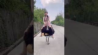 Ostrich Riding