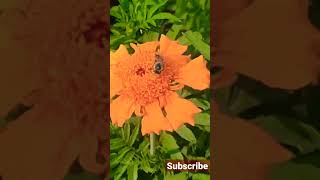 how bees collect honey from flowers #honey #bee #shorts #viral #trending #farm #flower #reels #view