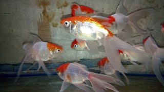 red cap gold fishes