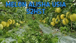 MELON ALISHA DAN MELON RI-1 DI USIA 52HST #melon #petani