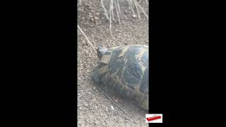 Mama Turtle and Baby Turtle are walking up the hill.