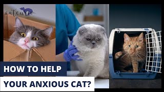 Ways to help your anxious cat