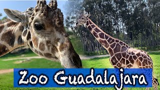 Zoológico de Guadalajara antes del COVID-19, safari, sky zoo, alimenta a las jirafas, vista aérea.