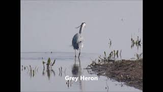 Birdy Bliss at Bowling Green Marsh Feb 2019