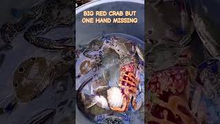 BIG RED CRAB BUT ONE HAND MISSING#shorts