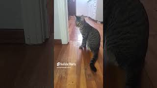 You Wanna #catvideos #catdealers #cutecat #cute #catmom #catmomlife