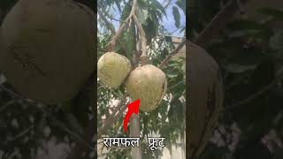 रामफल  फ्रूट 🍑 #short