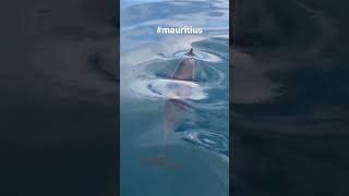 #mauritius #dolphin