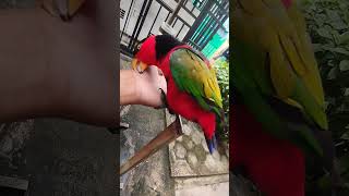 Si tukang birahi #duniahewan #masteranburungnurikepalahitam #burungnuri #parrot #burungnuripintar