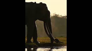 Mr. Kabin| RIP | Big Elephant 🐘 in kabini forest