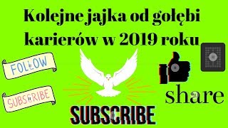 Gołębiowo #28 - Kolejne jajka od gołębi karierów