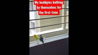 My baby budgies bathing by themselves for the first time #Budgies