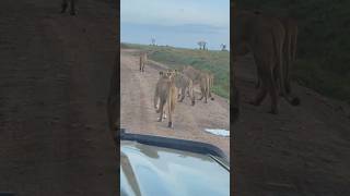 El pequeño orgullo Survey (Familia de Orkirikoi). #lion #wildlife #shorts #viralvideo #short #nature